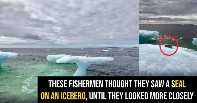 These fishermen thought they saw a seal on an iceberg, until they looked more closely