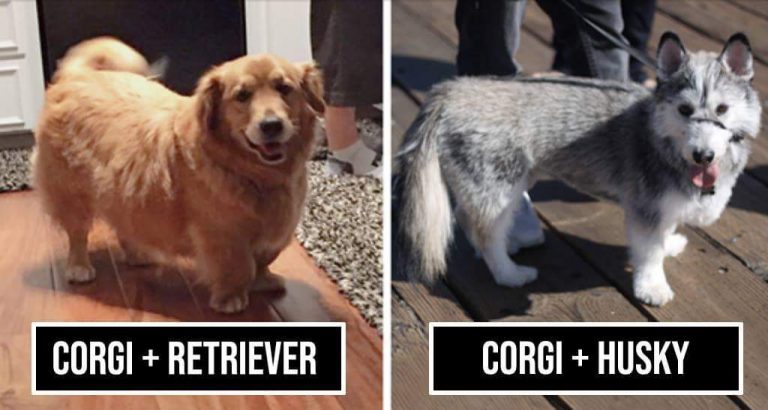 12 Amazing Results Obtained After Mixing Corgis With Other Breeds