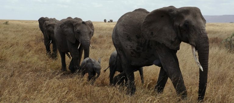 Increasing Number Of Elephants Are Being Born Without Tusks – Here’s Why