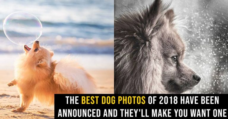 The Best Dog Photos Of 2018 Have Been Announced And They’ll Make You Want One