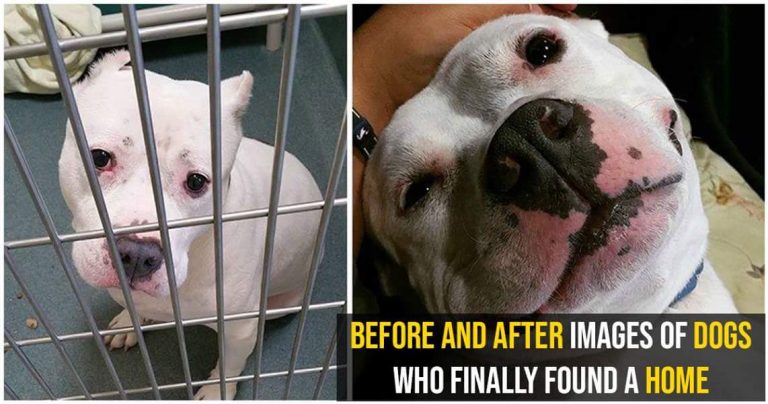 12 Before And After Heartwarming Pictures Of Homeless Dogs Who Finally Got Their Families